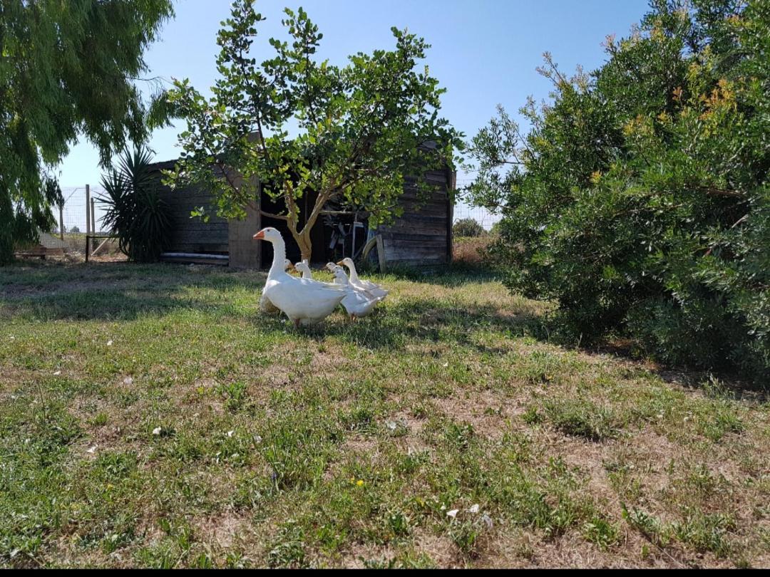 Salento Lapezzaaculuri Villa Guagnano Exteriör bild